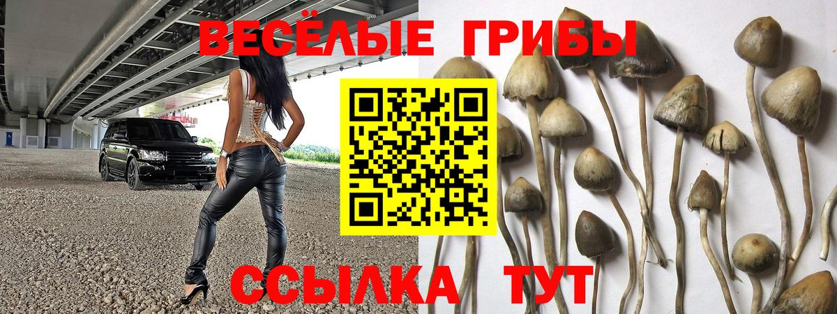 Псилоцибиновые грибы мицелий Дивногорск