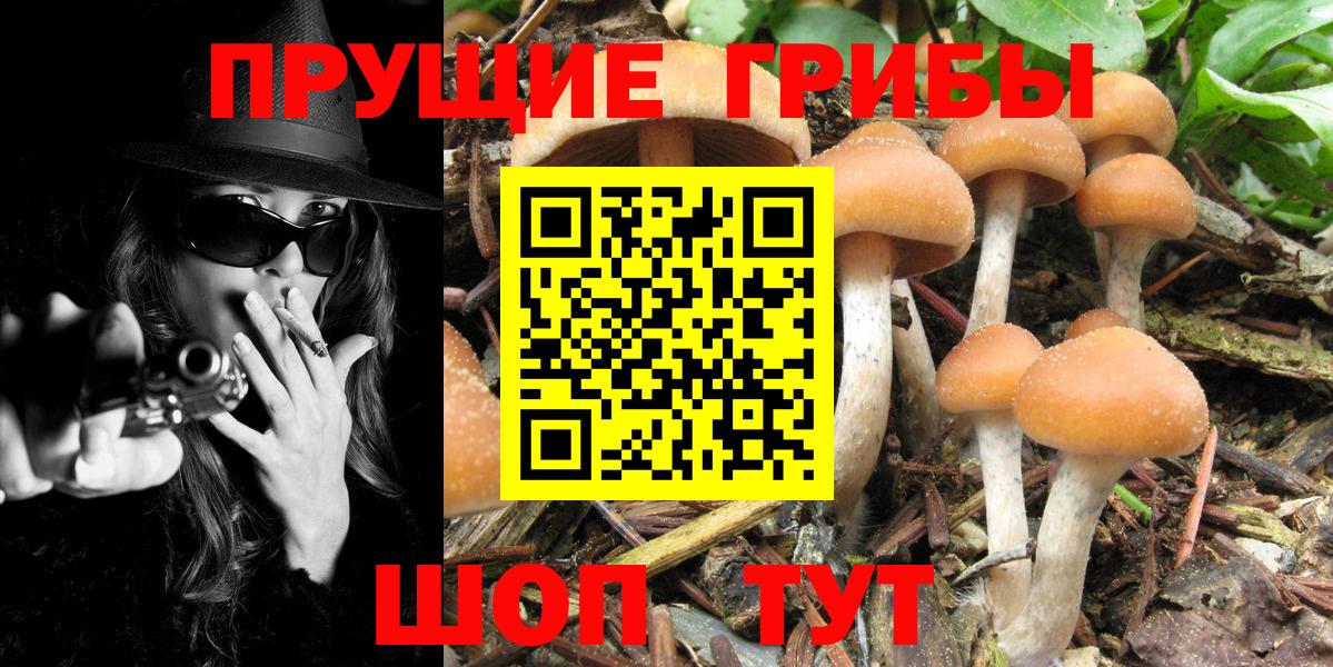 Галлюциногенные грибы MAGIC MUSHROOMS  сколько стоит  Дивногорск  Вход с VPN 